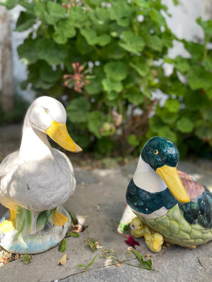 Bed and Breakfast La Bicocca Di Annavi Forio di Ischia Zewnętrze zdjęcie